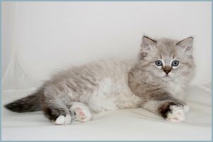 Male Siberian Kitten from Deedlebug Siberians